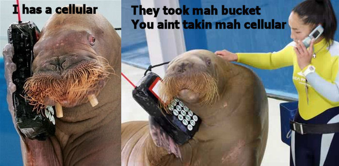Skeptical Walrus